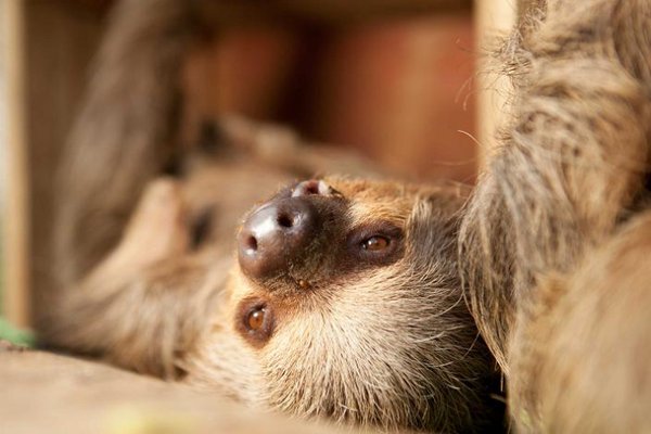 Preguiças serão novas atrações do Zoológico de BH