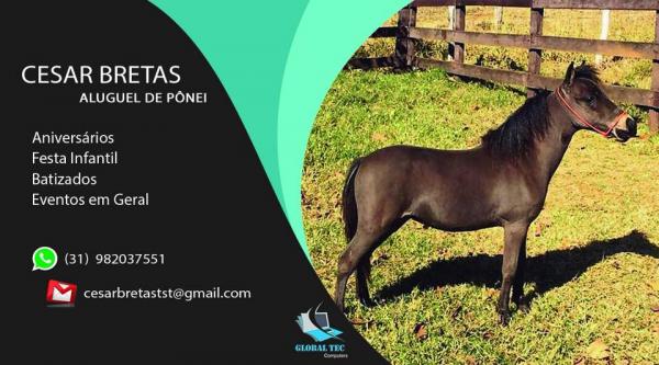 Deixe sua festa e seu evento mais estiloso, aluguel de pônei