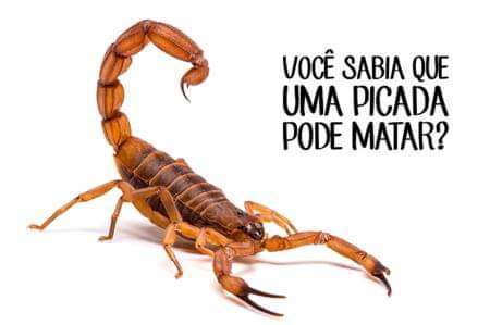 Acidentes com escorpiões por Enfermeiro Tiago Muzzi