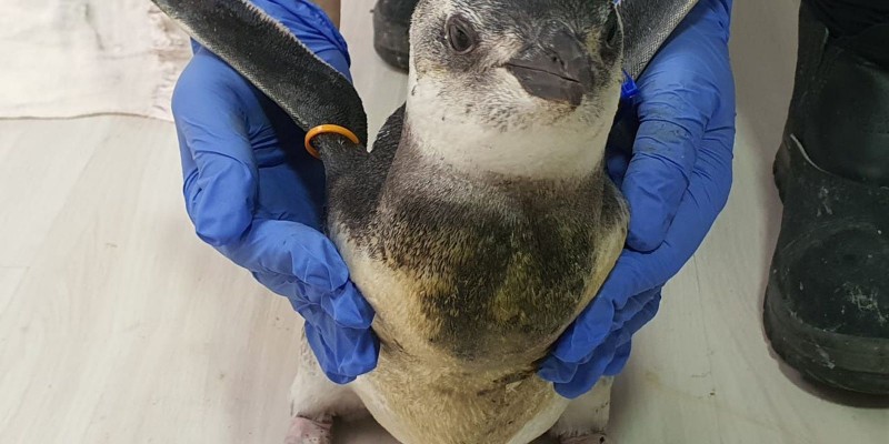 Começa temporada 2021 de pinguins na costa das regiões Sul e Sudeste