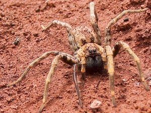 Assustador: maior aranha do mundo é do tamanho de um prato e nem precisa de teias para caçar