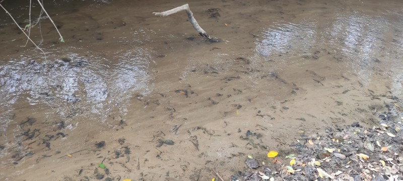 Copasa mobiliza equipe para conter assoreamento do Rio Manso