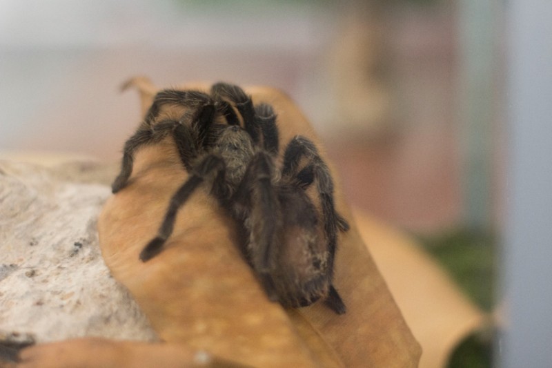 Rafael Mendes / SES-MG