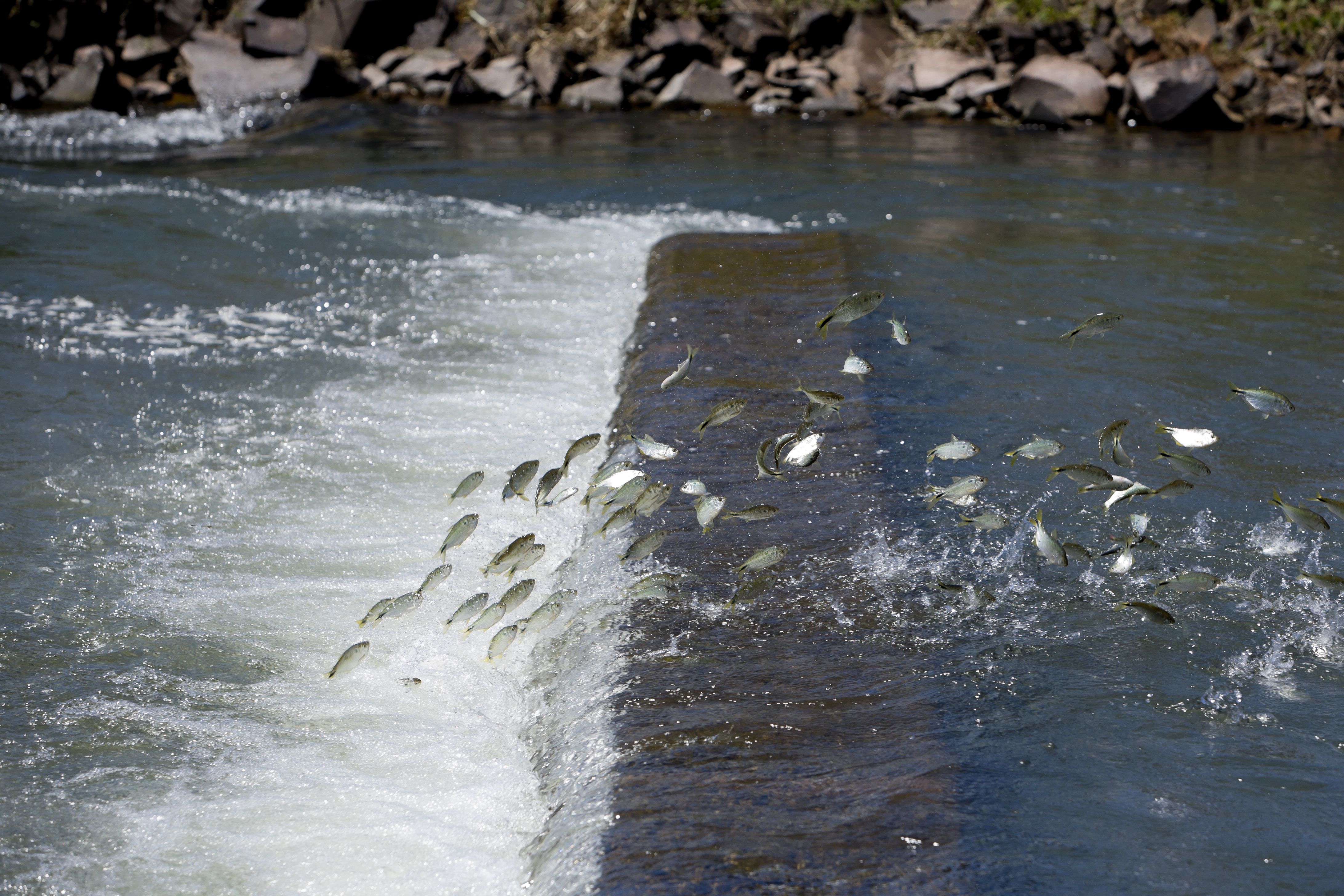 Atenção, começou a época da piracema