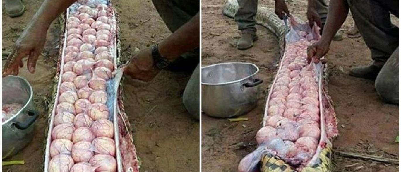 Ovos são encontrados em cobra grávida morta por comer bezerro